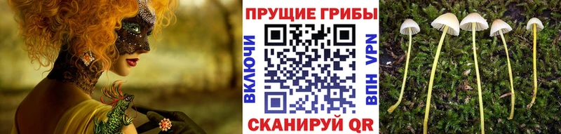 Псилоцибиновые грибы Cubensis  Купить где  Судак 